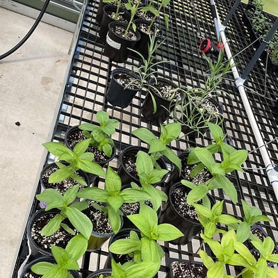 plants from greenhouse 22 23